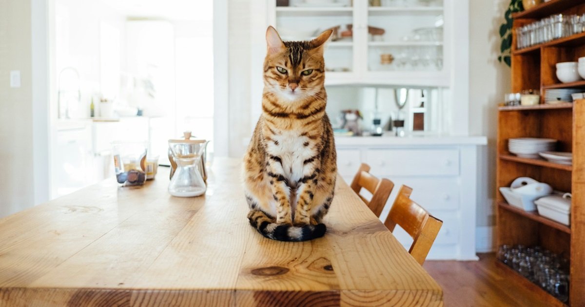 Logement-étudiant-et-animaux